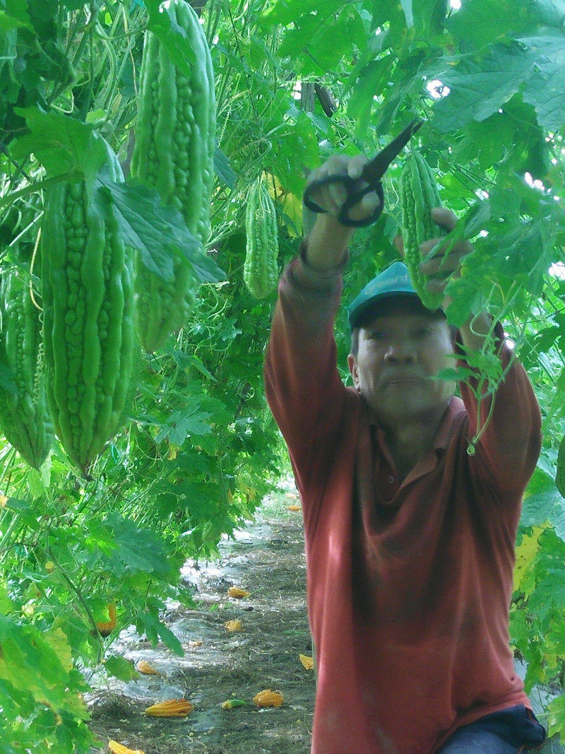Ong Nguyen Van Hung thu hoach khổ qua.jpg